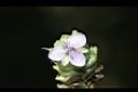 大苞水竹葉-花10.JPG
