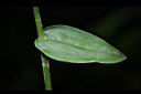 大苞水竹葉-葉正03.JPG