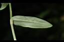 大苞水竹葉-葉背00.JPG