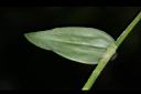 大苞水竹葉-葉背01.JPG