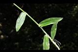 大苞水竹葉-葉序00.JPG