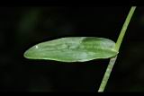 大苞水竹葉-葉正00.JPG