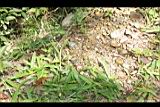 大苞水竹葉00.JPG