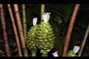 大苞閉鞘薑-花02.JPG
