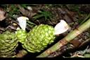 大苞閉鞘薑-花03.JPG