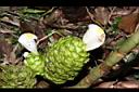 大苞閉鞘薑-花06.JPG
