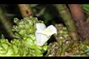大苞閉鞘薑-花09.JPG