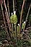 大苞閉鞘薑-花序00.JPG