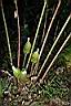大苞閉鞘薑-花序02.JPG