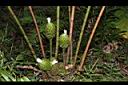大苞閉鞘薑-花序06.JPG