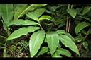 大苞閉鞘薑-葉02.JPG