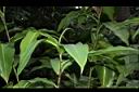 大苞閉鞘薑-葉03.JPG