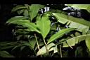 大苞閉鞘薑-葉04.JPG