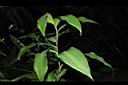 大苞閉鞘薑-葉序02.JPG