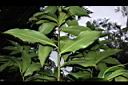 大苞閉鞘薑-葉序04.JPG