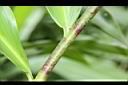 大苞閉鞘薑-葉鞘0.JPG
