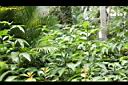 大苞閉鞘薑07.JPG