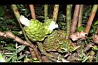 大苞閉鞘薑-花01.JPG