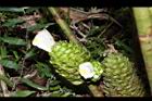 大苞閉鞘薑-花04.JPG