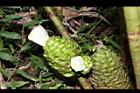 大苞閉鞘薑-花05.JPG