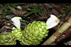 大苞閉鞘薑-花08.JPG