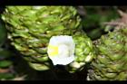 大苞閉鞘薑-花10.JPG