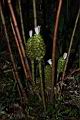 大苞閉鞘薑-花序01.JPG