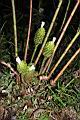 大苞閉鞘薑-花序03.JPG