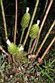 大苞閉鞘薑-花序04.JPG
