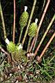 大苞閉鞘薑-花序05.JPG