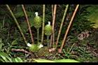 大苞閉鞘薑-花序07.JPG