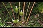 大苞閉鞘薑-花序08.JPG