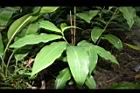 大苞閉鞘薑-葉00.JPG