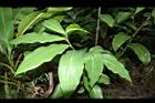 大苞閉鞘薑-葉01.JPG