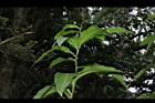 大苞閉鞘薑-葉序00.JPG