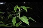 大苞閉鞘薑-葉序01.JPG