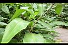 大苞閉鞘薑-葉序05.JPG