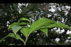 大苞閉鞘薑-葉背01.JPG