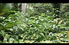 大苞閉鞘薑05.JPG