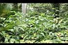 大苞閉鞘薑06.JPG