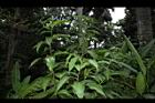 大苞閉鞘薑08.JPG