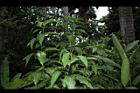 大苞閉鞘薑09.JPG