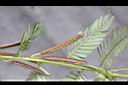 大葉假含羞草-實0.jpg