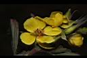 大葉假含羞草-花17.JPG