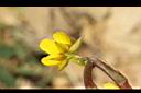 大葉假含羞草-花萼00.JPG