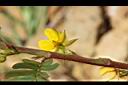 大葉假含羞草-花萼03.JPG