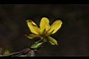 大葉假含羞草-花萼07.JPG