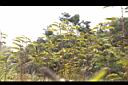 大葉假含羞草14.JPG
