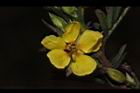 大葉假含羞草-花14.JPG