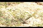 大葉假含羞草02.JPG